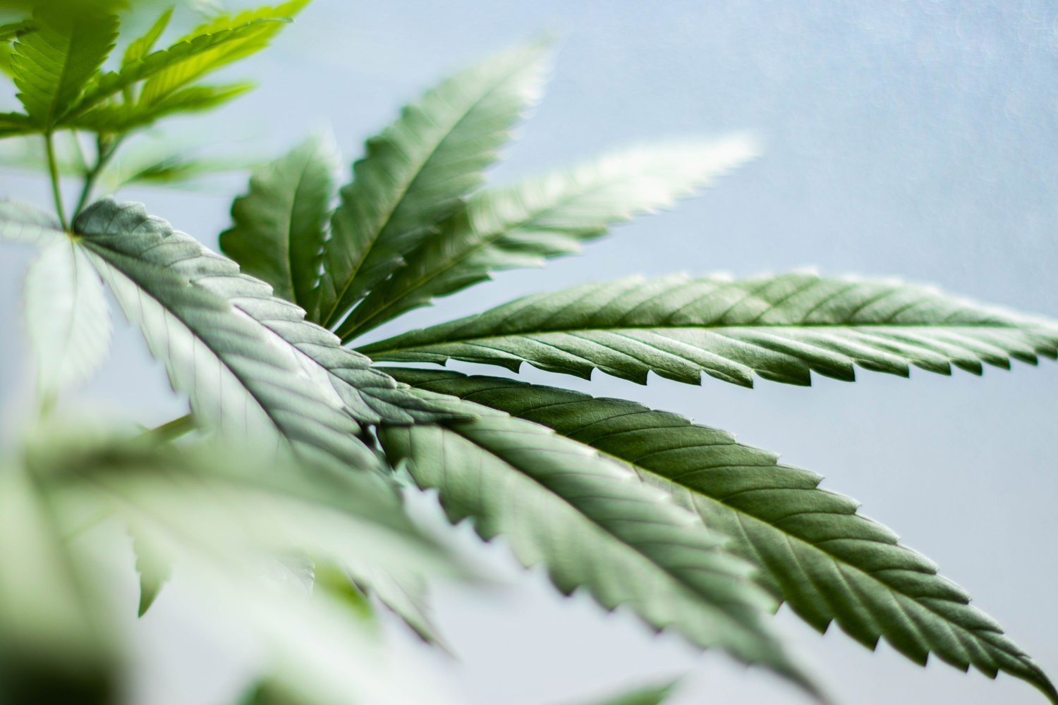 Cannabis stocks, marijuana stocks, pot stocks