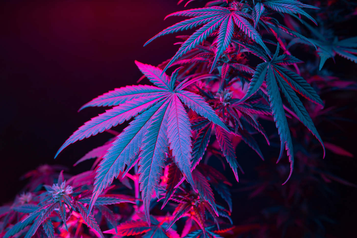 Cannabis stocks, marijuana stocks, pot stocks