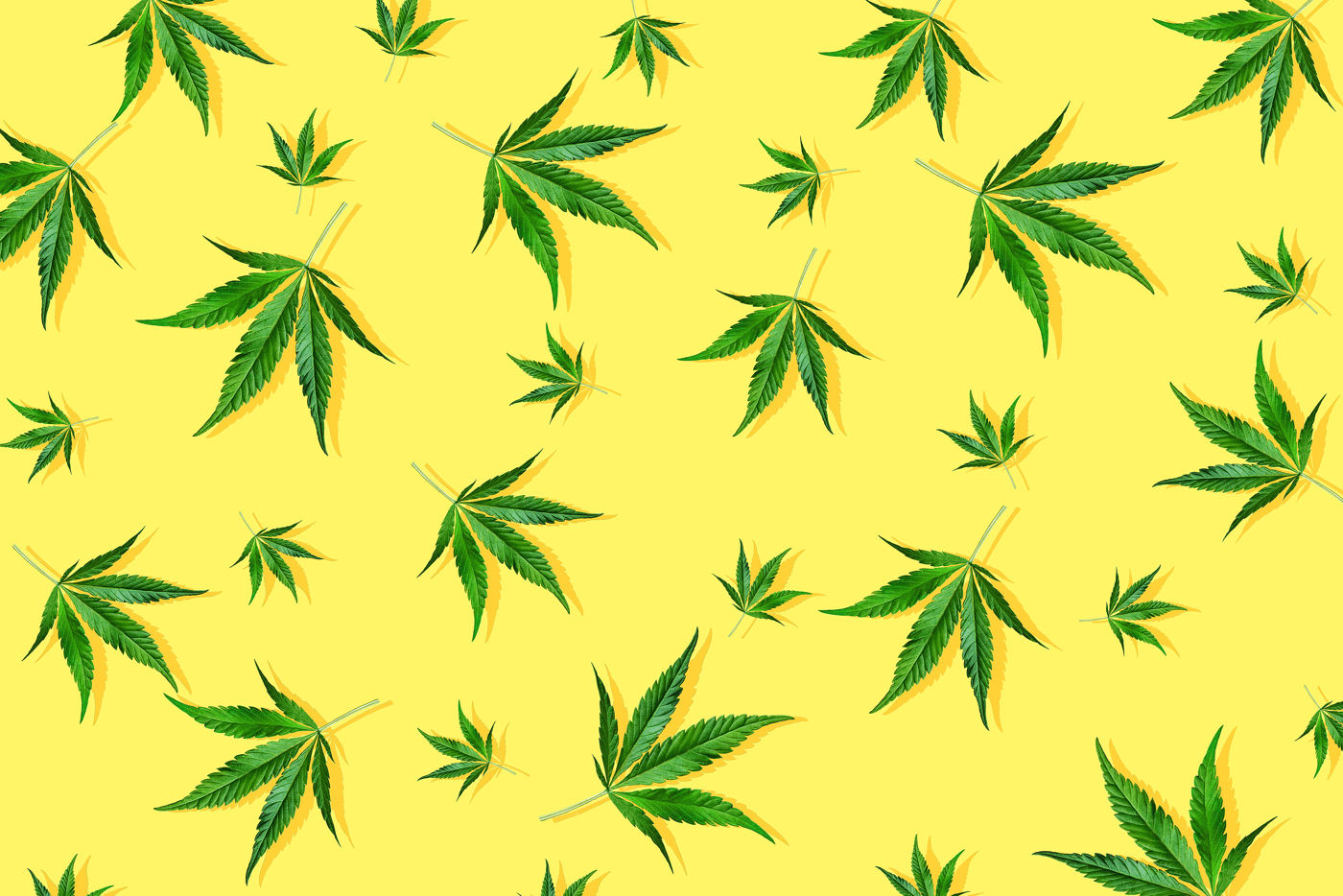 Cannabis Pot stock news and analysis