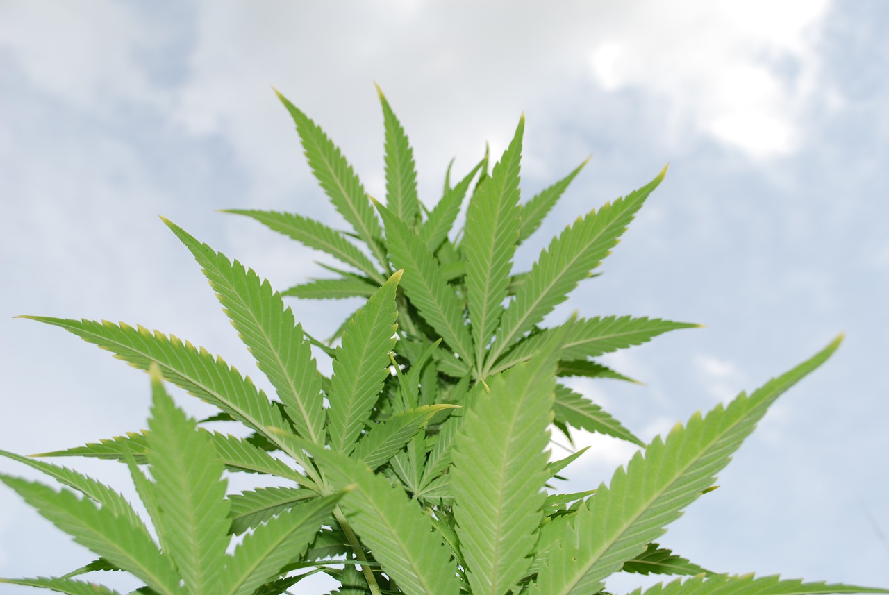 Cannabis stocks, marijuana stocks, pot stocks
