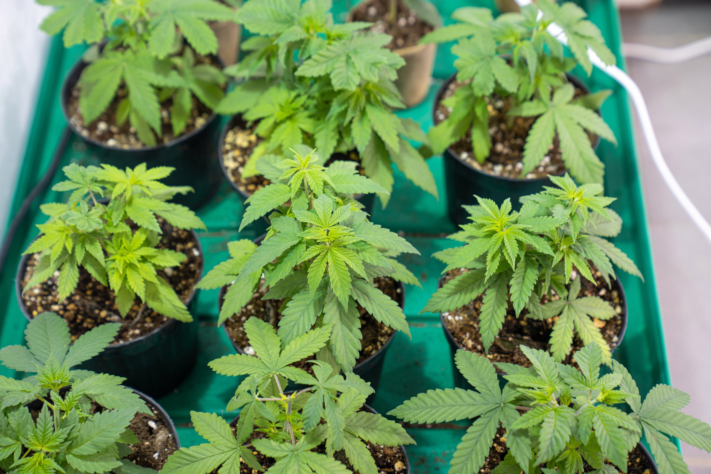 Cannabis stocks, marijuana stocks, pot stocks
