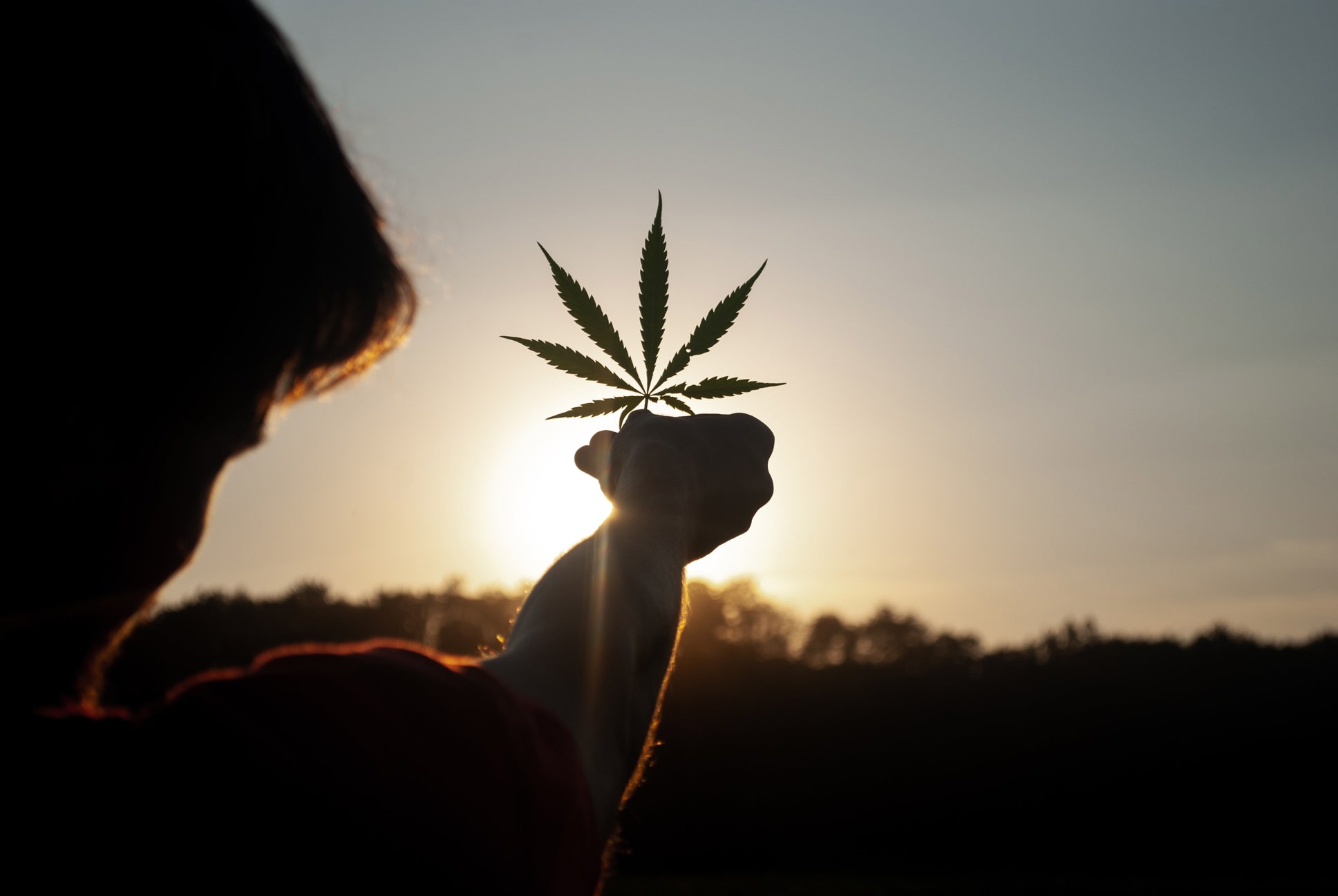 Cannabis stocks, marijuana stocks, pot stocks