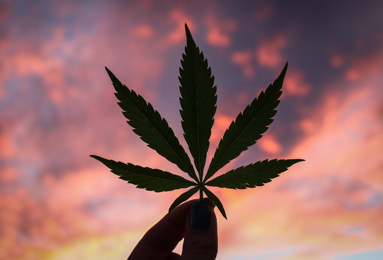 Cannabis Pot Stock News and Analysis
