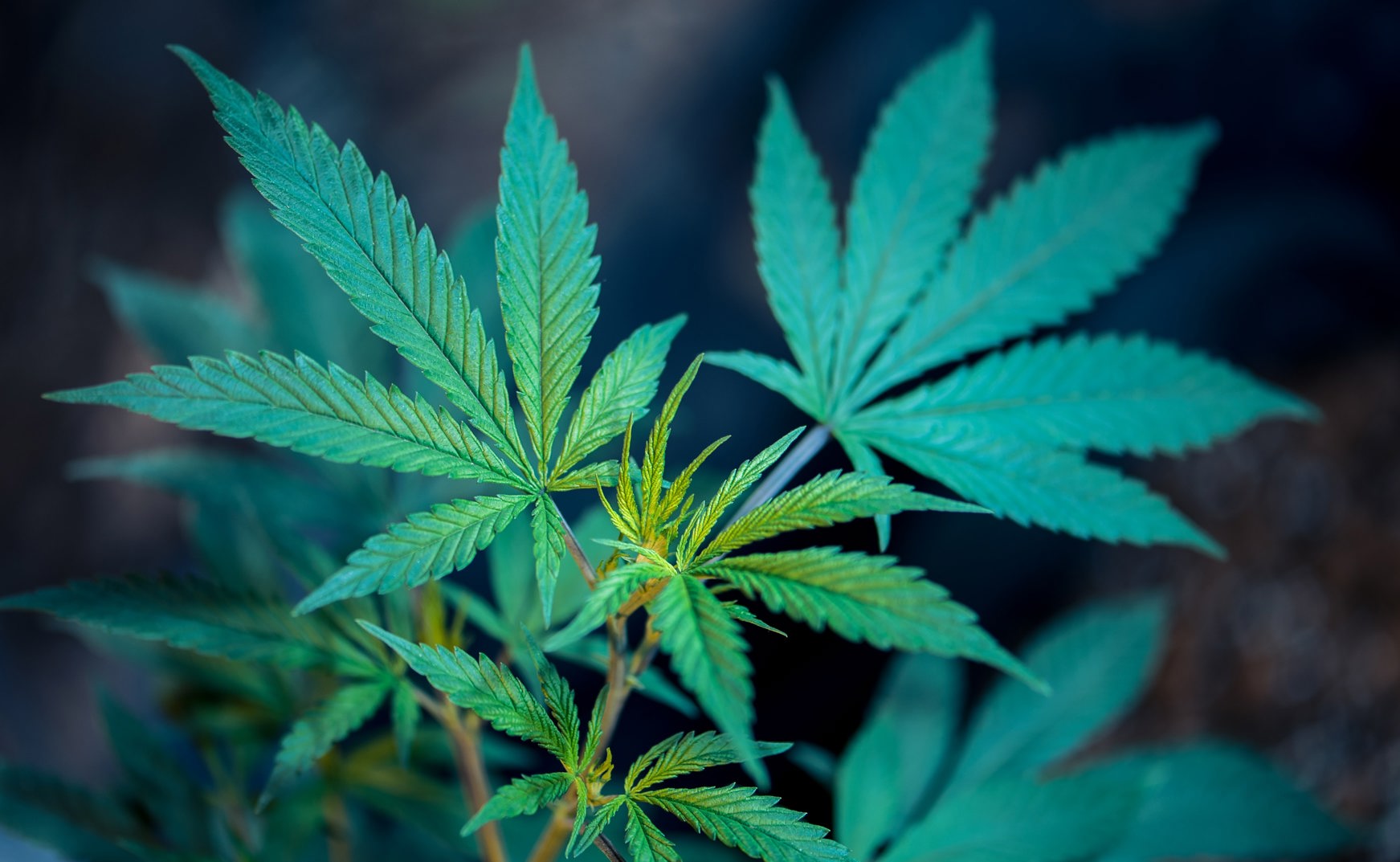 Cannabis Pot Marijuana Stocks News and Analysis