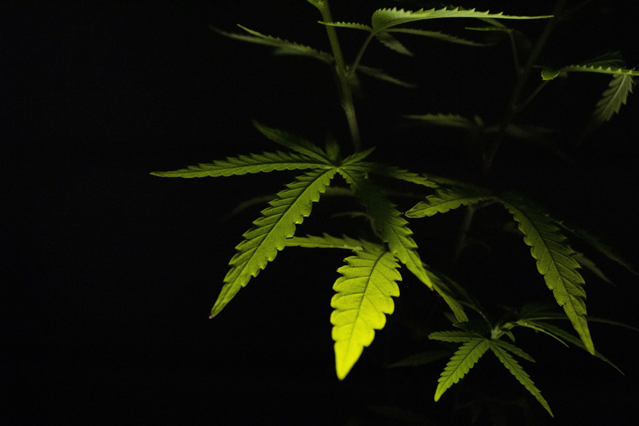 Cannabis stocks, marijuana stocks, pot stocks, CBD stocks