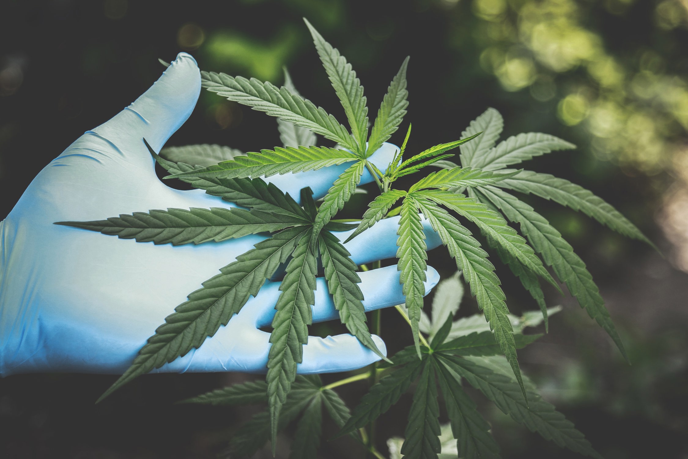 Cannabis Pot Stock News and Analysis